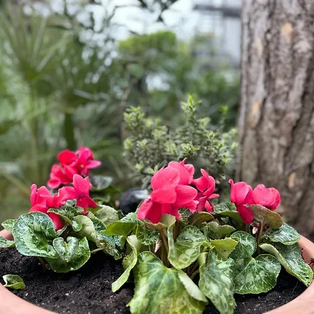 Amedea * لينانو سابيادورو